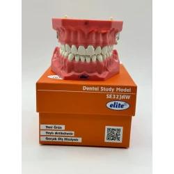 Fantom Çene Modeli Se32Jaw